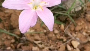 [图]朱熹的劝学诗 少年易老学难成，一寸光阴不可轻。 未觉池塘春草梦，阶前梧叶已秋声。