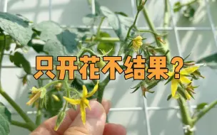 Download Video: 番茄只开花不结果？这些原因你中招了没！