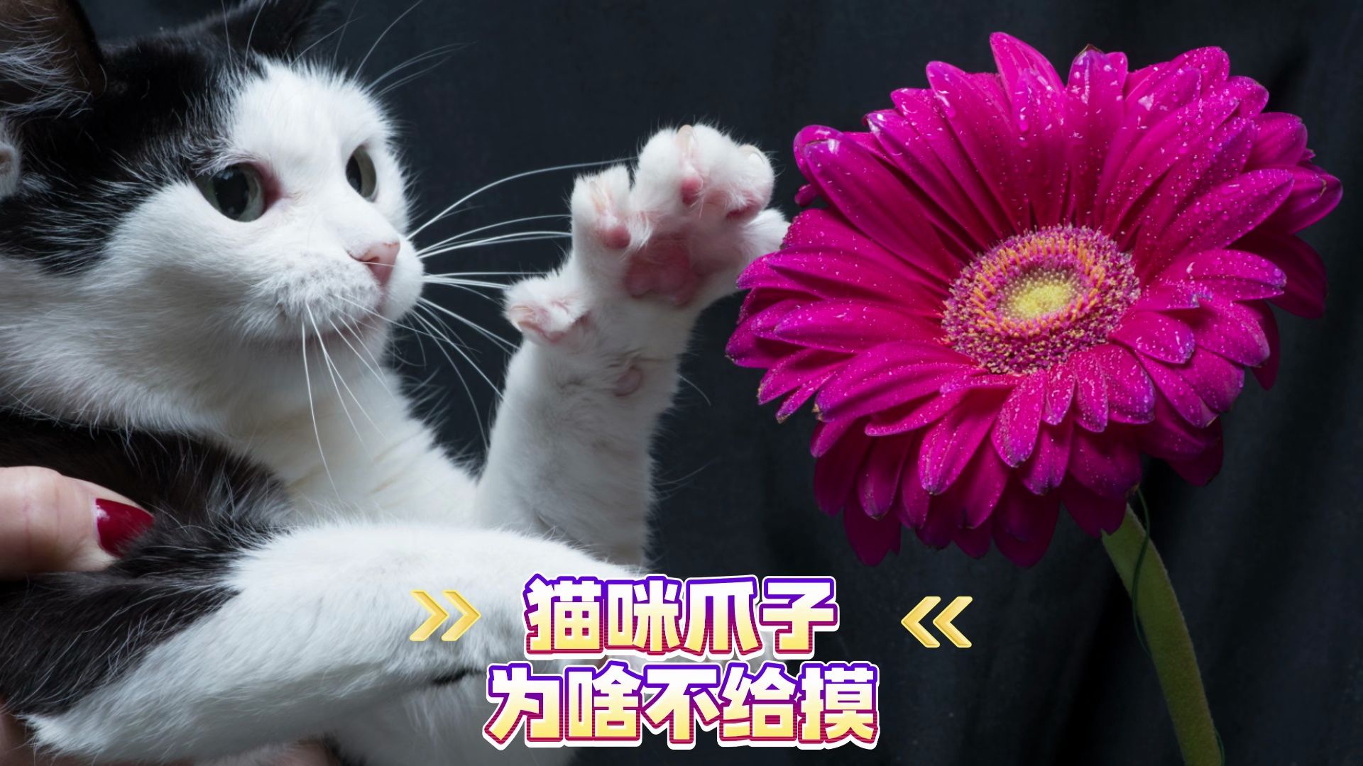 猫爪电脑壁纸图片