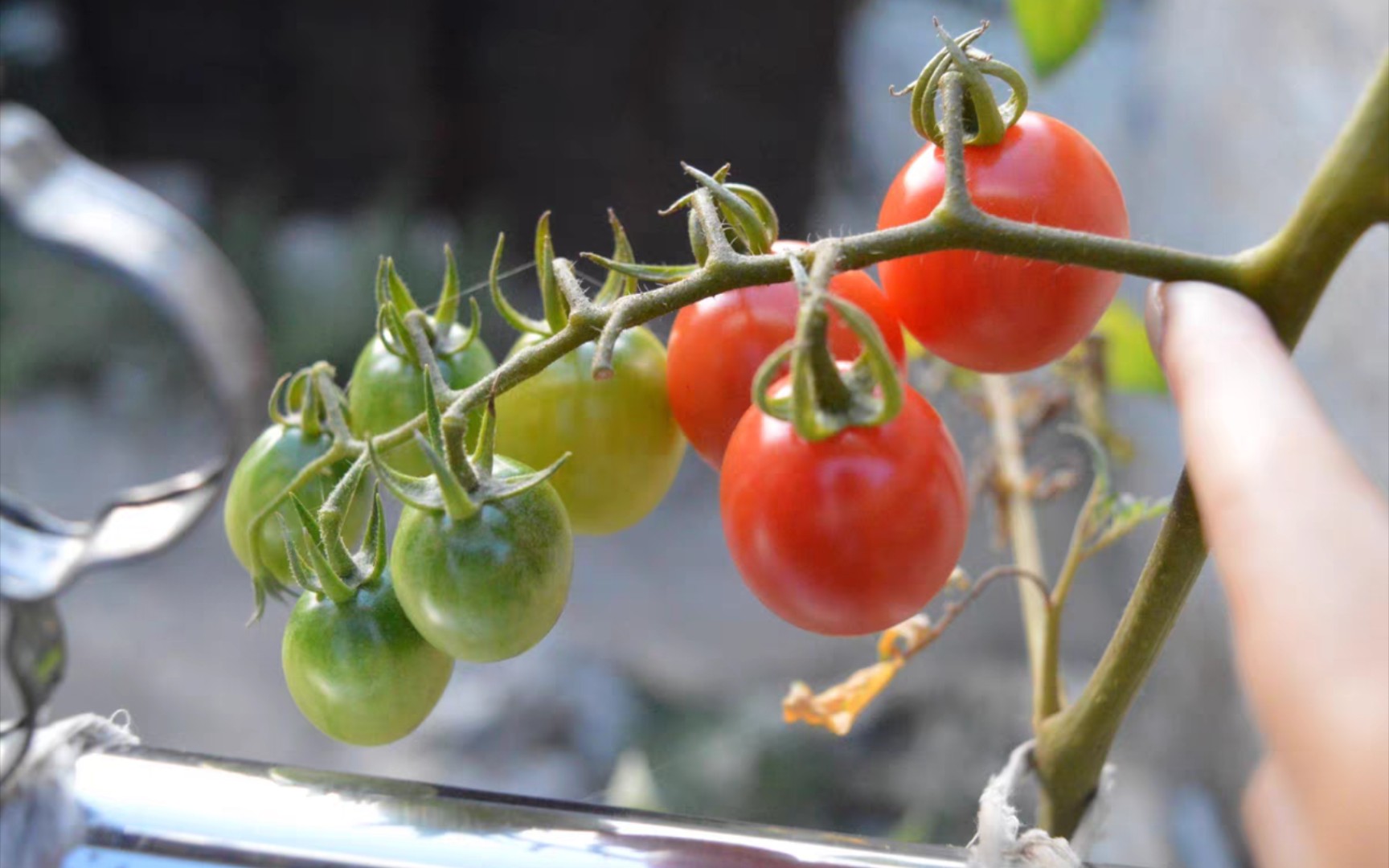 播种矮生小番茄