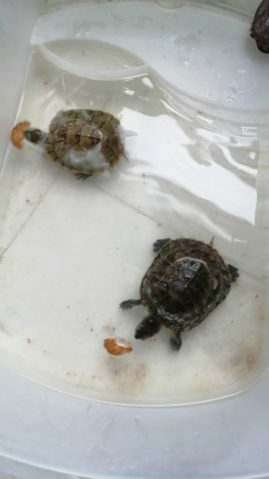 小乌龟吃饼干龟粮没饼干好吃吃得很开心