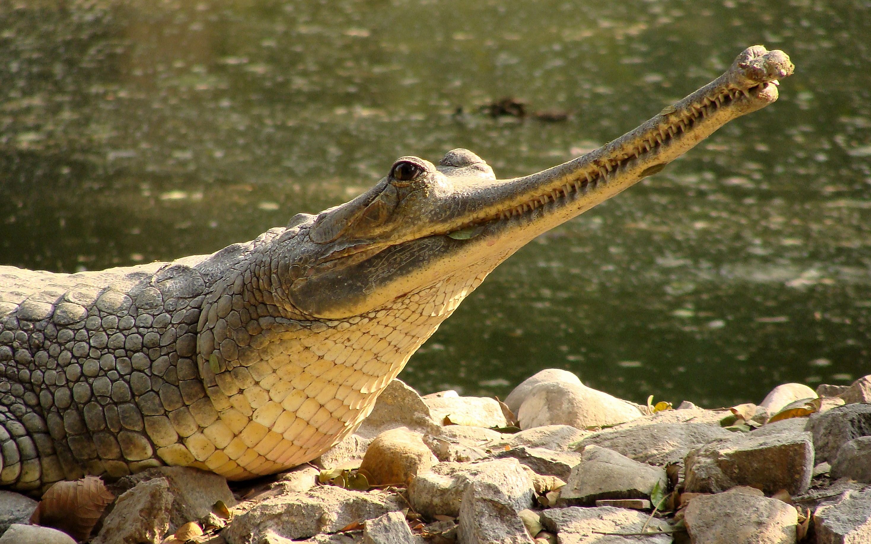 勇敢印度一男子河岸边近距离投喂鳄鱼无惧色