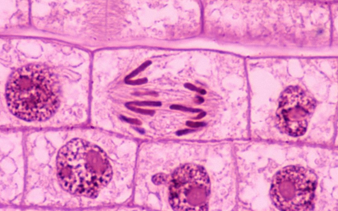 分生区细胞特点图片