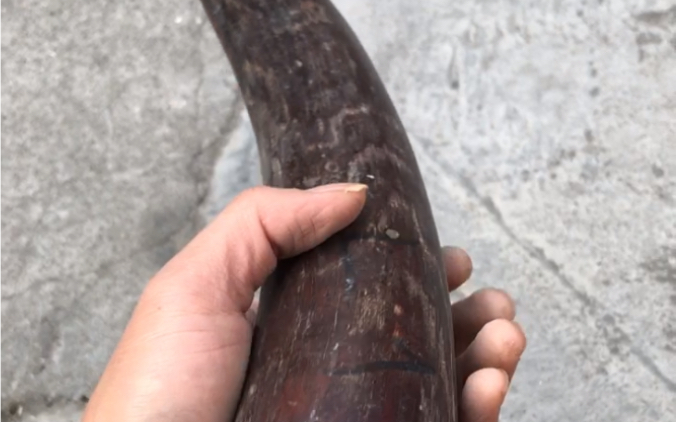 猛犸象牙小牙尖摆件欣赏