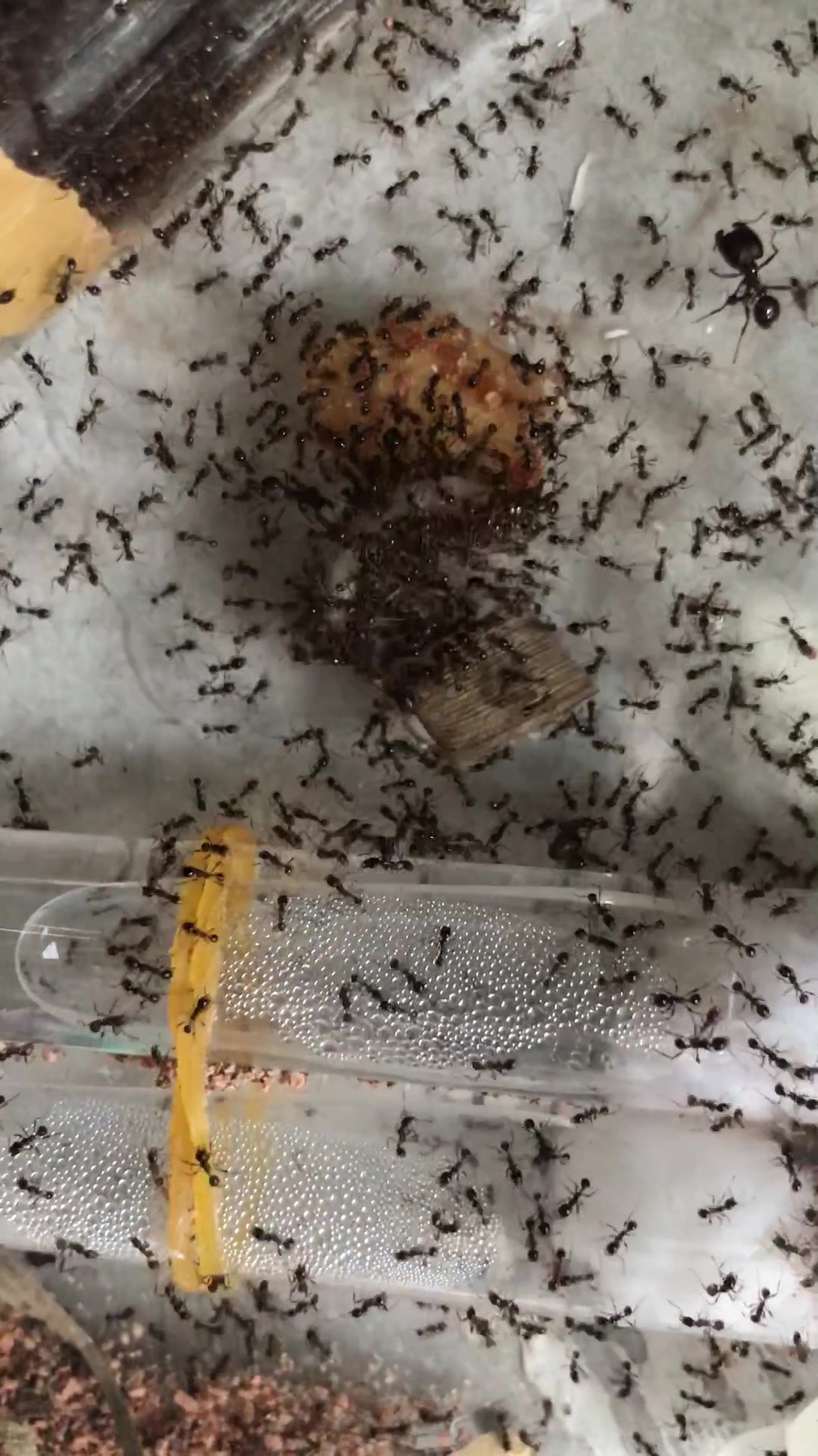 全异巨首蚁捕食面面