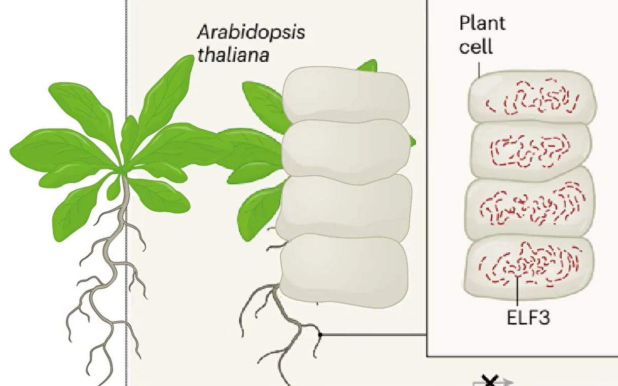 【科研绘图】【SCI/SNC论文、生物医学科学插画培训  矢量图】授课视频流出:绘制拟南芥应对高温的机制哔哩哔哩bilibili