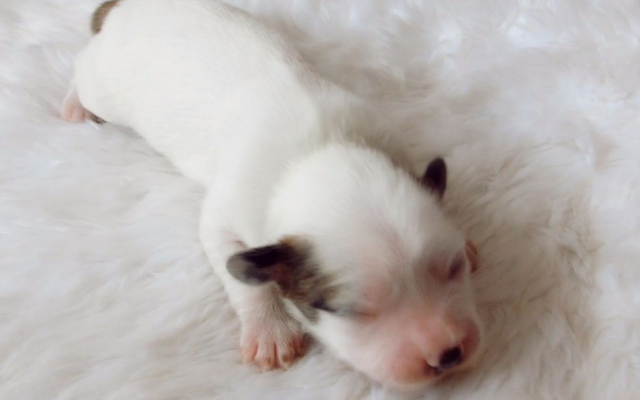 刚出生一星期的狗宝宝,小奶狗,软乎乎的太可爱了,眼睛还没张开翻滚