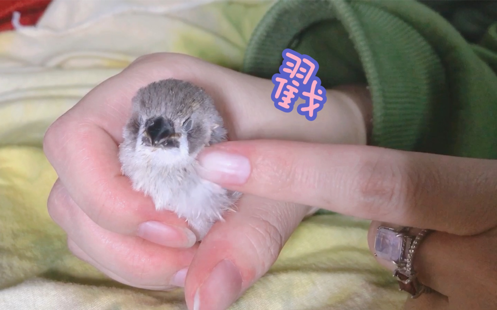 一rua就困的珍珠鸟宝宝