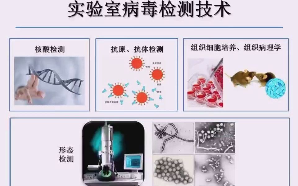 透射电镜制样技术在病毒形态鉴定中的应用—宋敬东(中国疾病预防控制中心病毒病预防控制所)哔哩哔哩bilibili