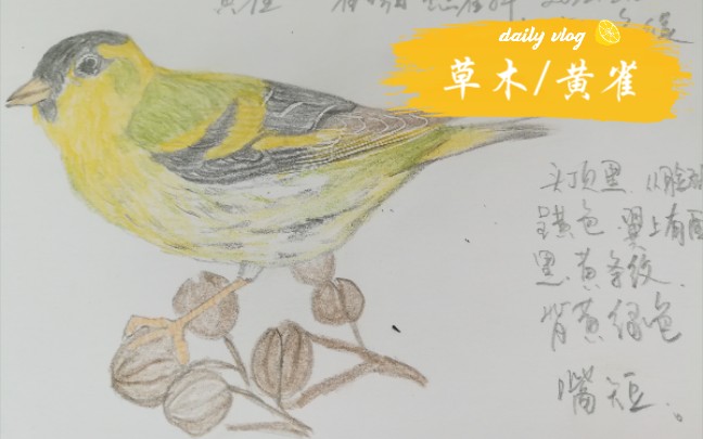 活动作品手绘鸟图黄雀