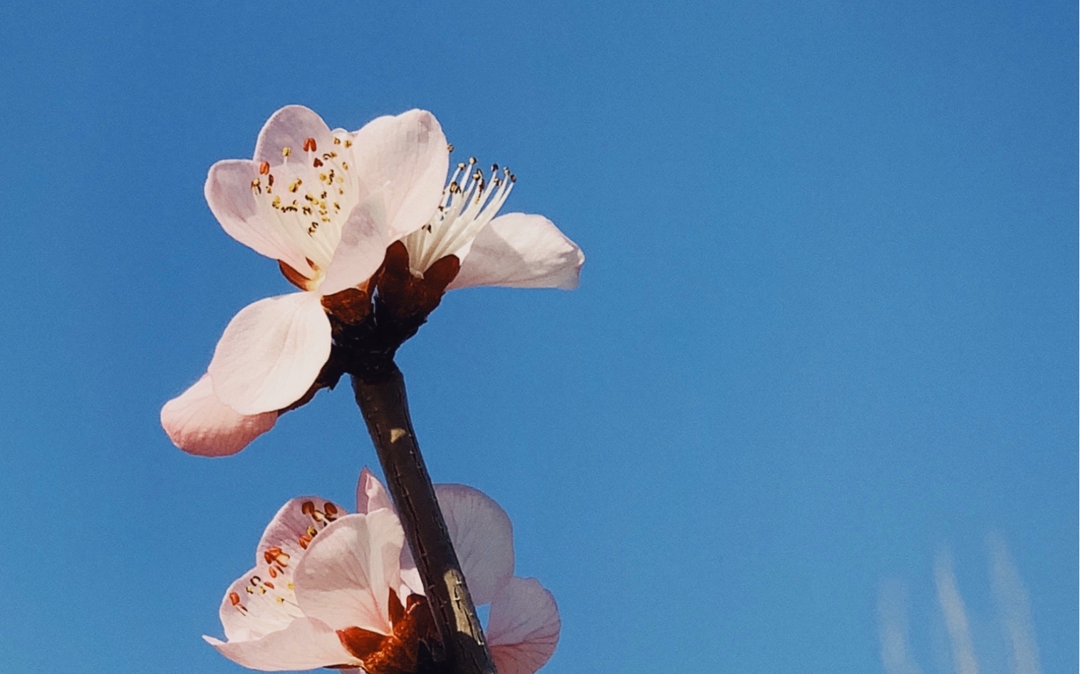 [图]山桃花开了