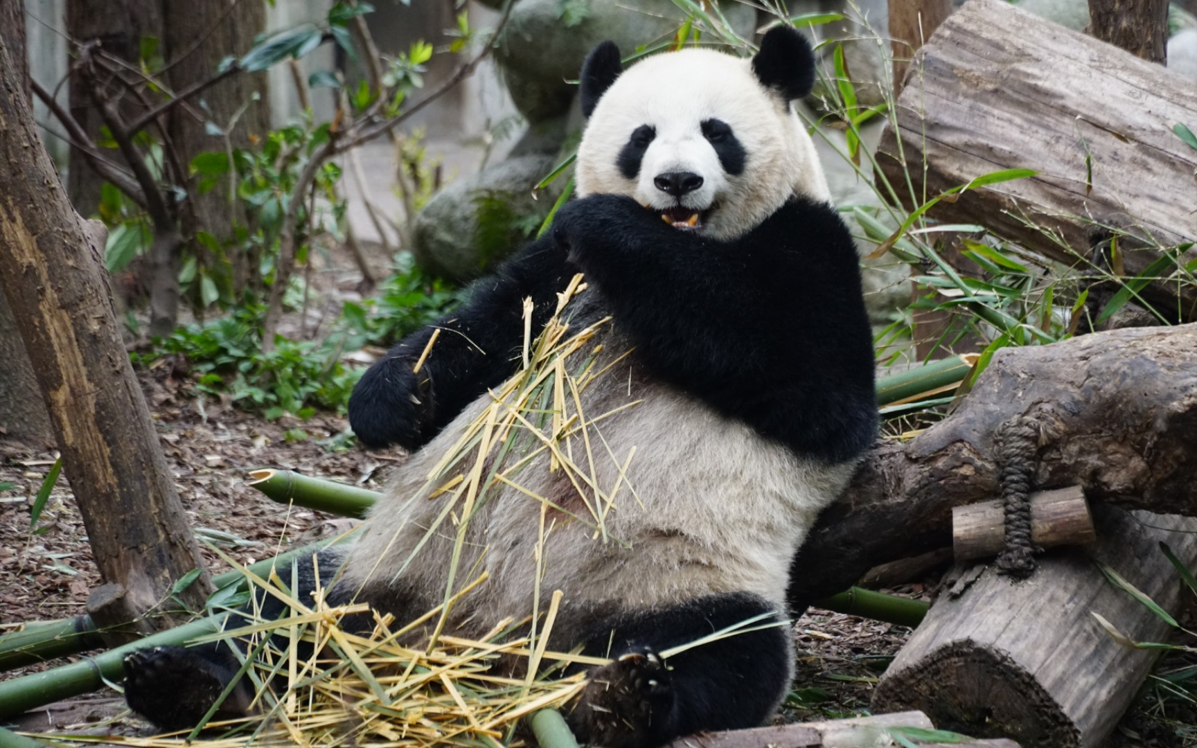 【大熊猫宝兰】带娃辛苦啦多吃点