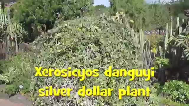 [图]XerosicyosDanguyi-silver dollar plant[WinstonJames]『グリーンドラム』SilverDollarVine碧雷鼓