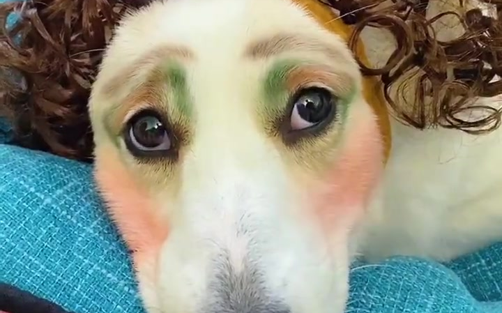 狗界美妆博主来袭
