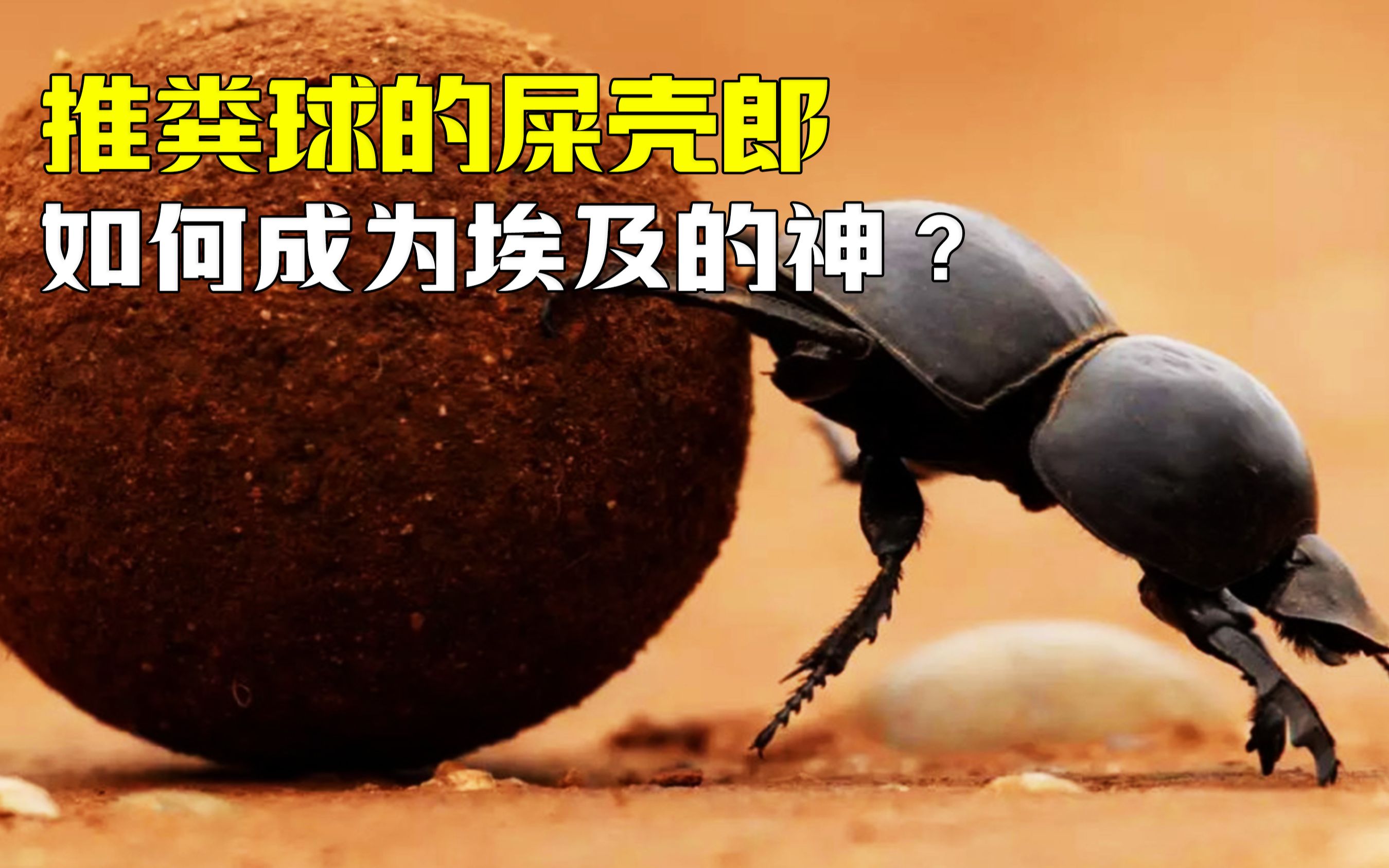 推粪球的屎壳郎,竟被古埃及人当成信仰的神,这是为啥?
