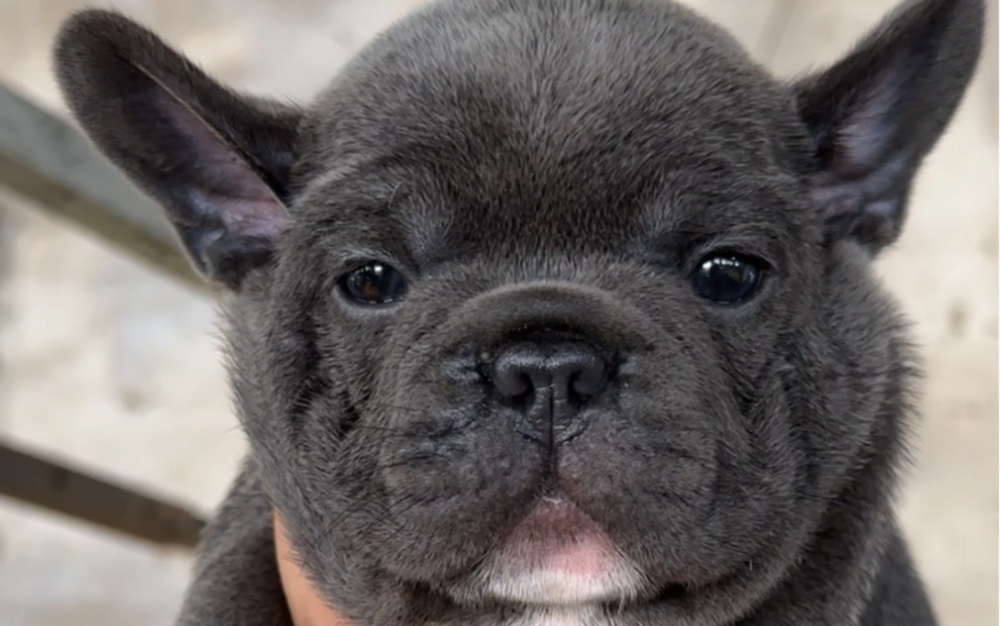 这种品相的蓝牛你喜欢不?