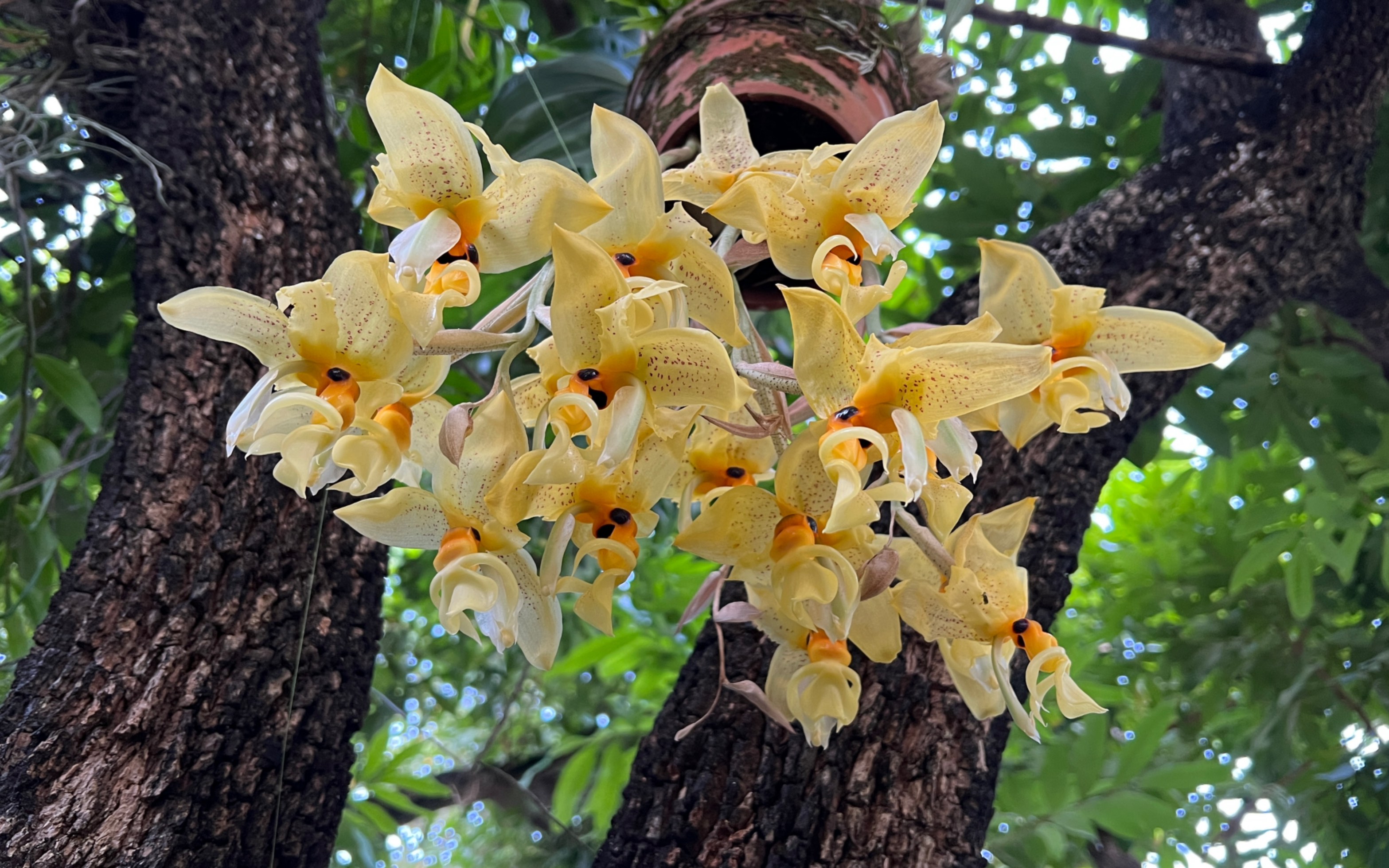 [图]奇唇兰Stanhopea wardii一种花朵巨大的、倒着开花的特色兰花品种