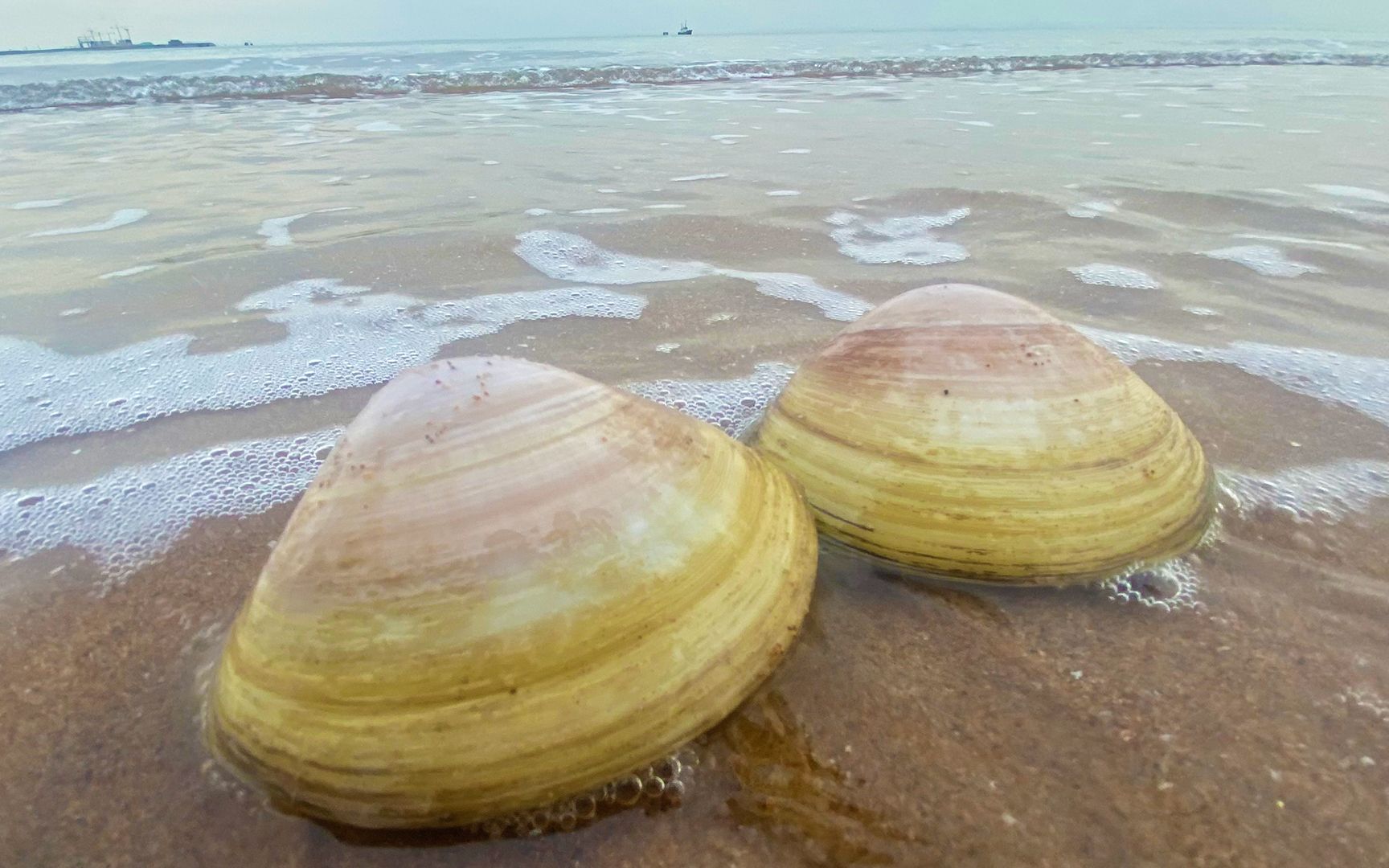 二强赶海,大海退潮后沙滩上收获一对西施贝,难道是对情侣