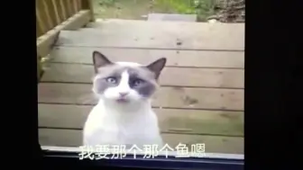 Video herunterladen: 【转载】我要鱼、我要牛肉面面【会说中国话的猫】