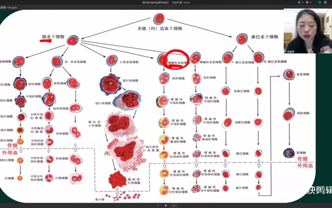 [图]这个图特别重要，在血液学当中特别重要，你知道吗？——医学检验讲师（成美恩）