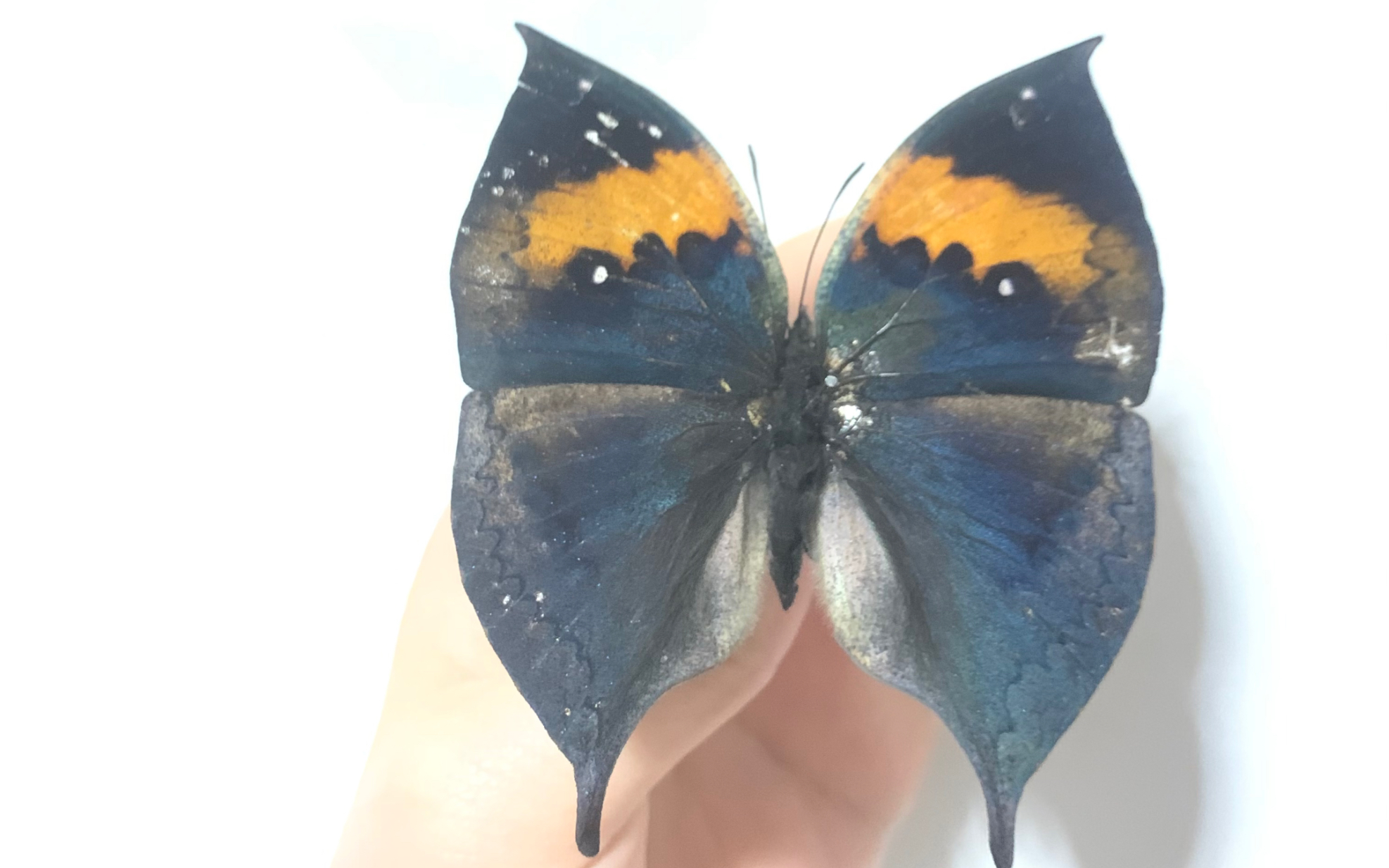 【蝴蝶标本】枯叶蝶下板