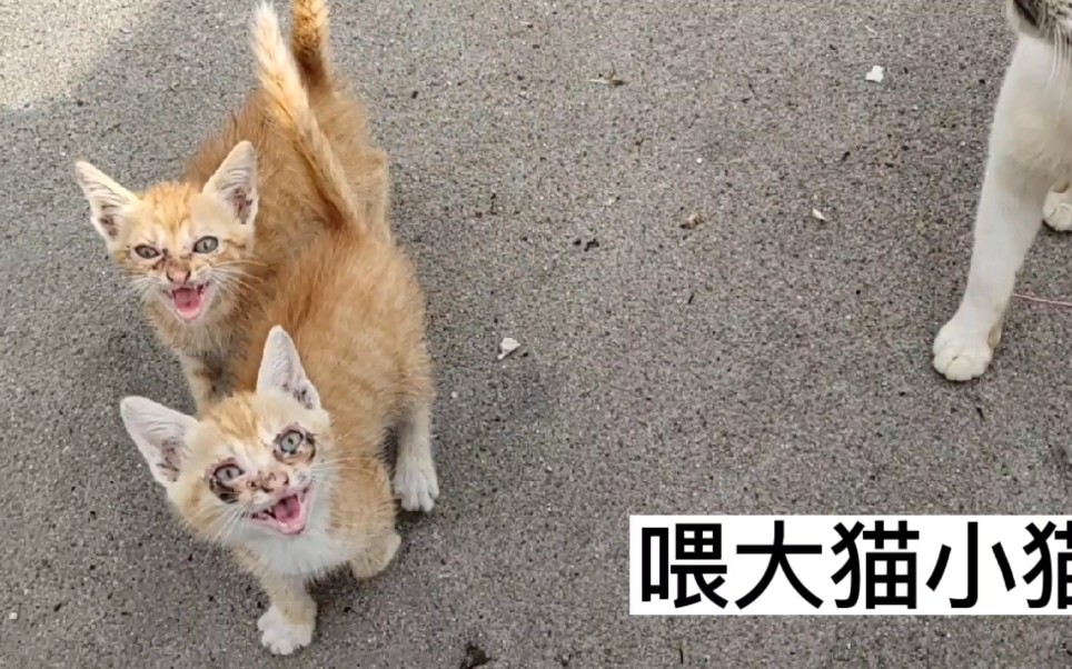 [图]大猫小猫饿了就跑回来，结果拿了些饭给他吃冲上就大口的吃。