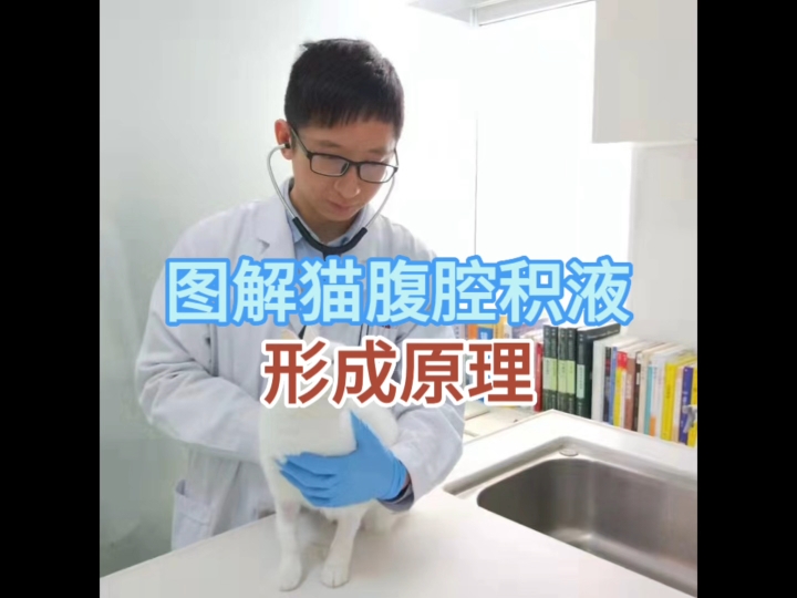 猫腹腔积液形成之谜:探究病因背后的科学原理哔哩哔哩bilibili