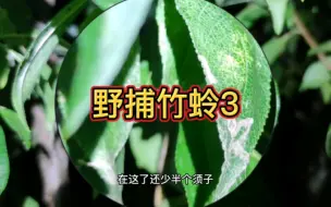 下载视频: 野捕竹蛉3，没动地方逮了俩