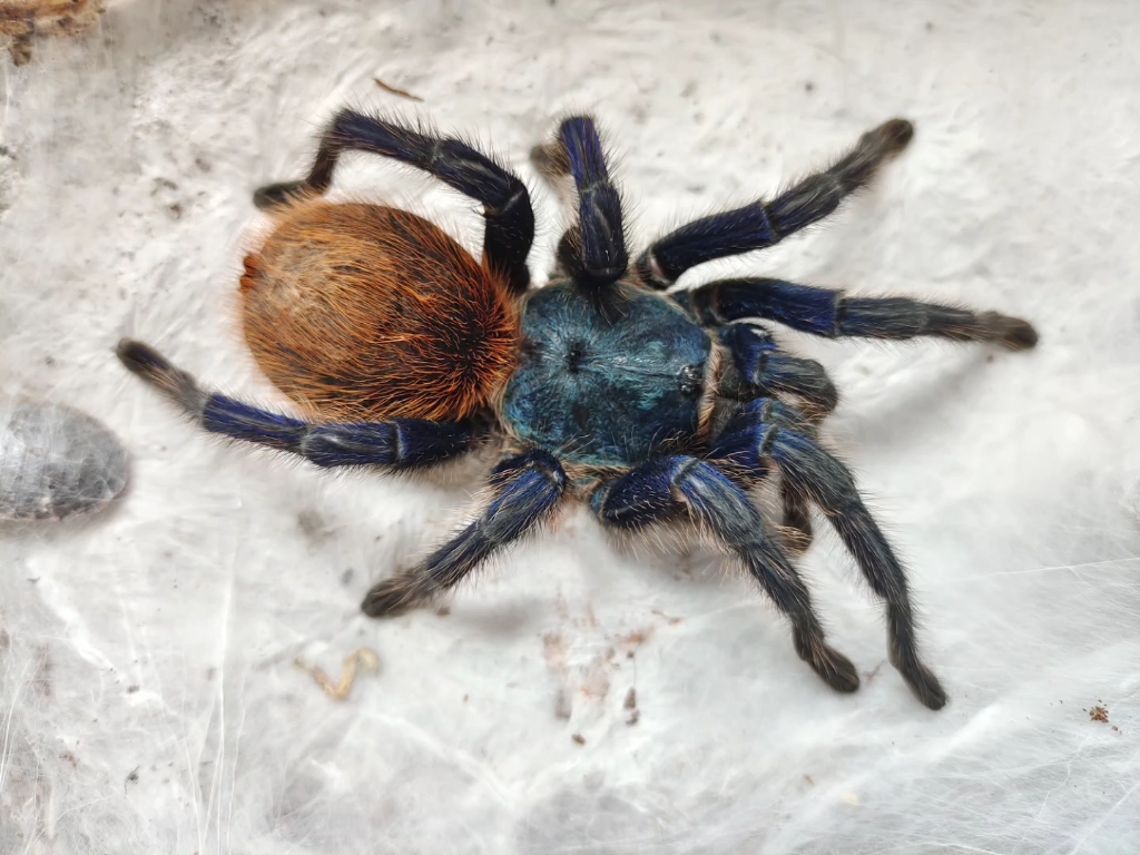 委内瑞拉红绿橙捕鸟蛛少女和少妇的色差