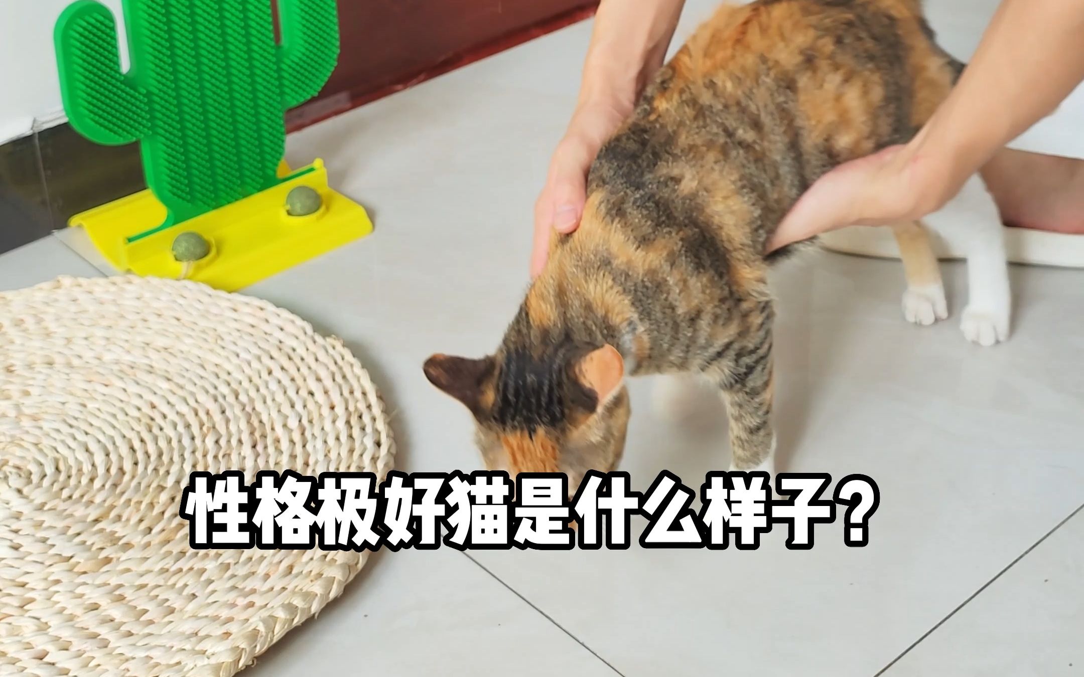 性格极好的猫是什么样子的?两个动作就知道了哔哩哔哩bilibili