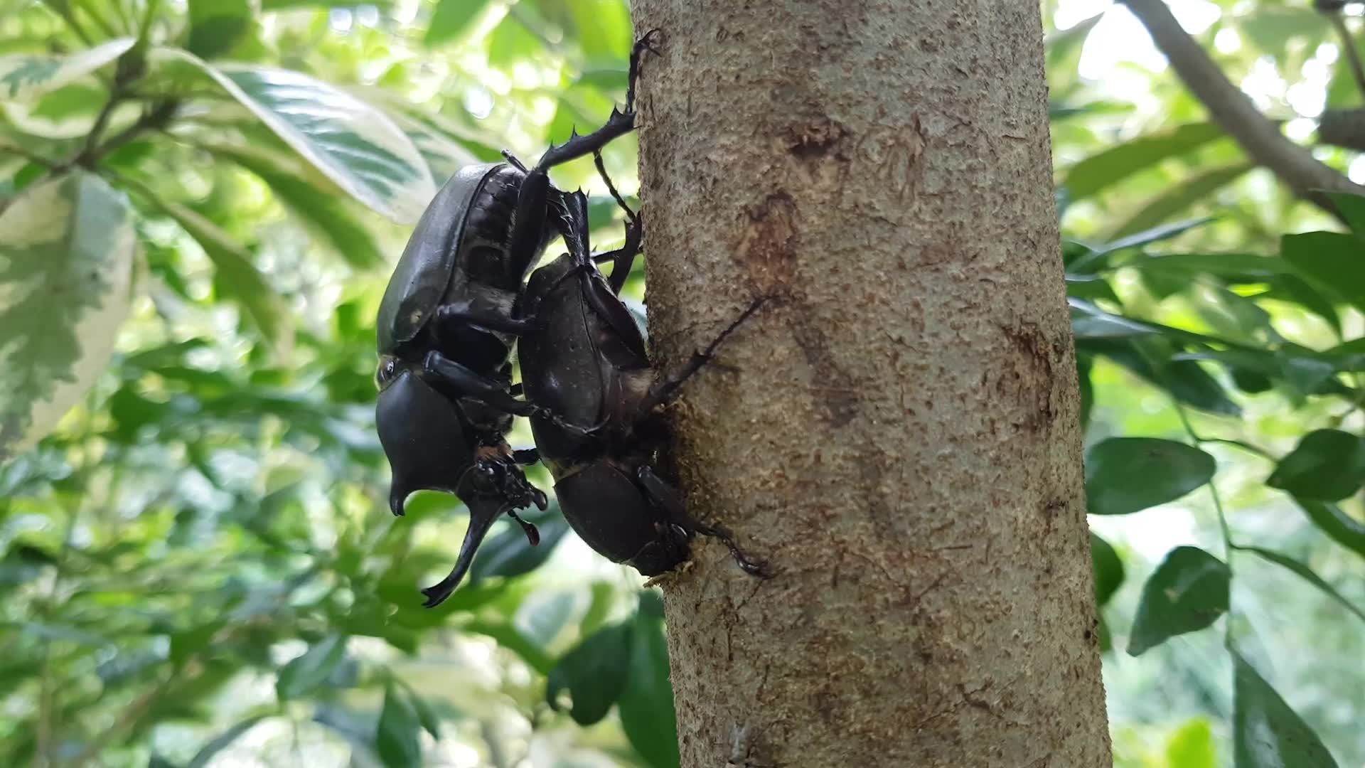 独角仙交配(交尾)过程彰化县芬园乡进芬社区生态景点 (1080p)哔哩哔哩bilibili