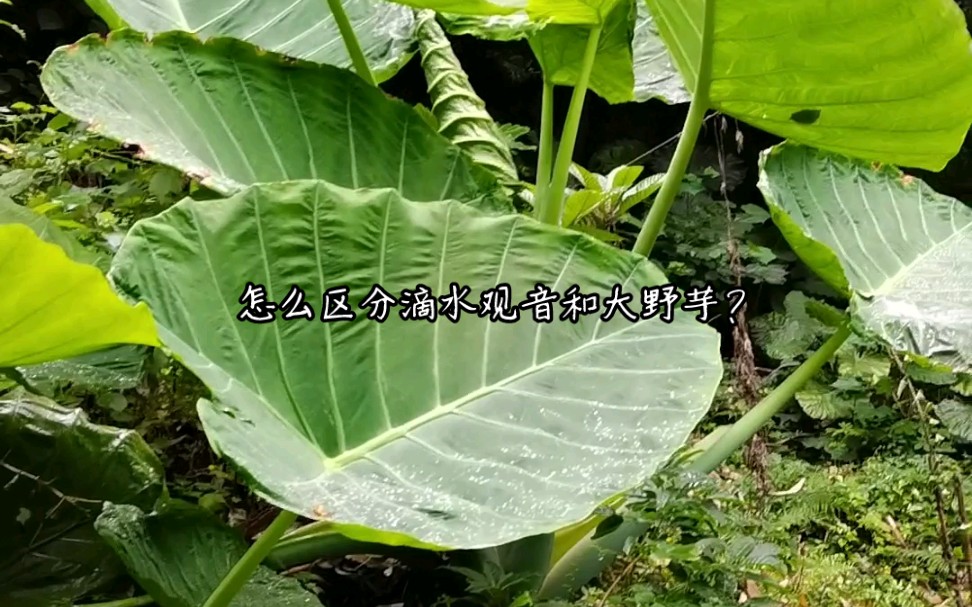 [图]滴水观音和大野芋的区别？