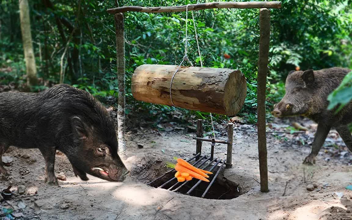 野外陷阱:物理学拉满,很考验野猪的智商