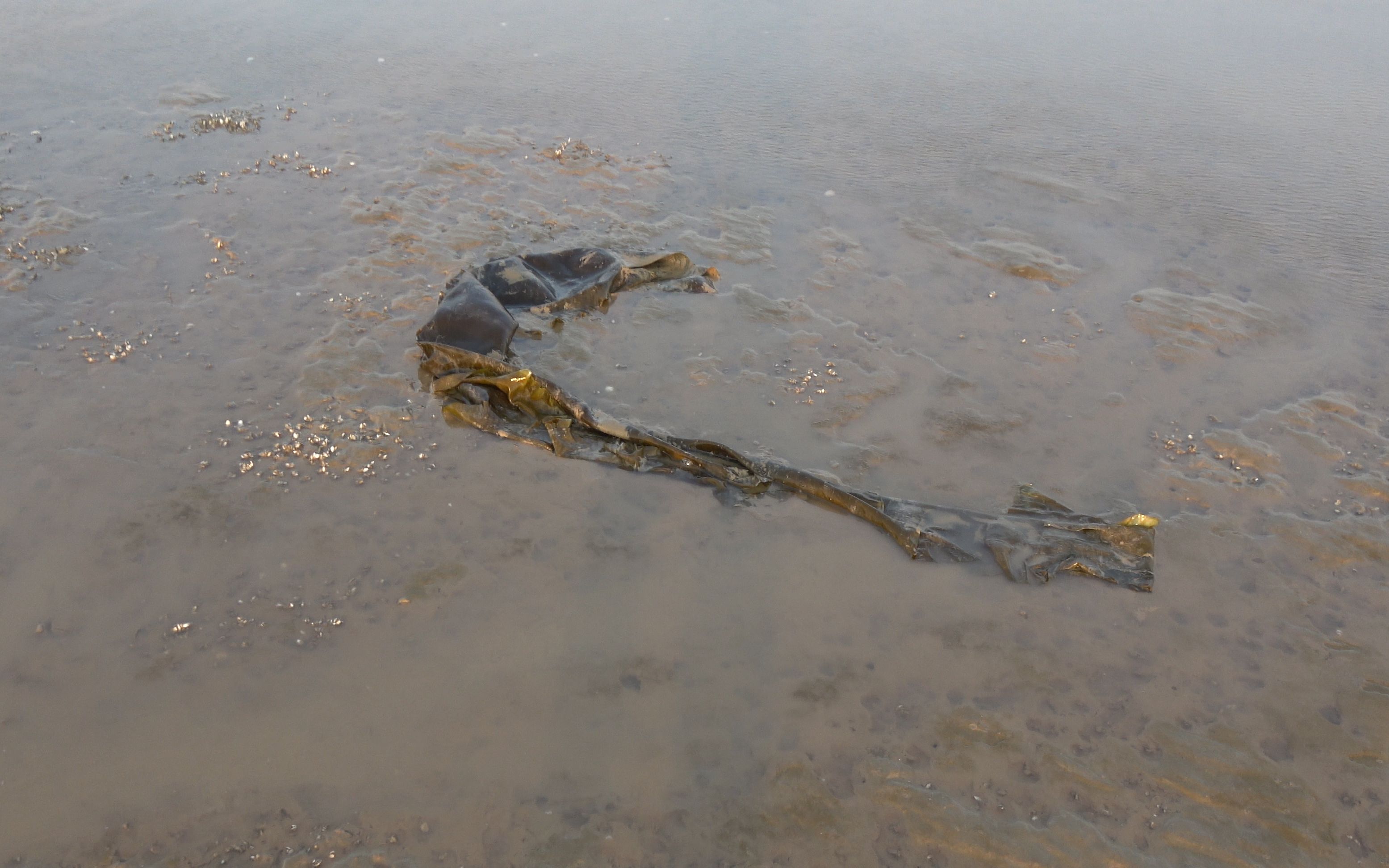 大梅五一赶海发现大片海带没人要,卷起来直接带回家!