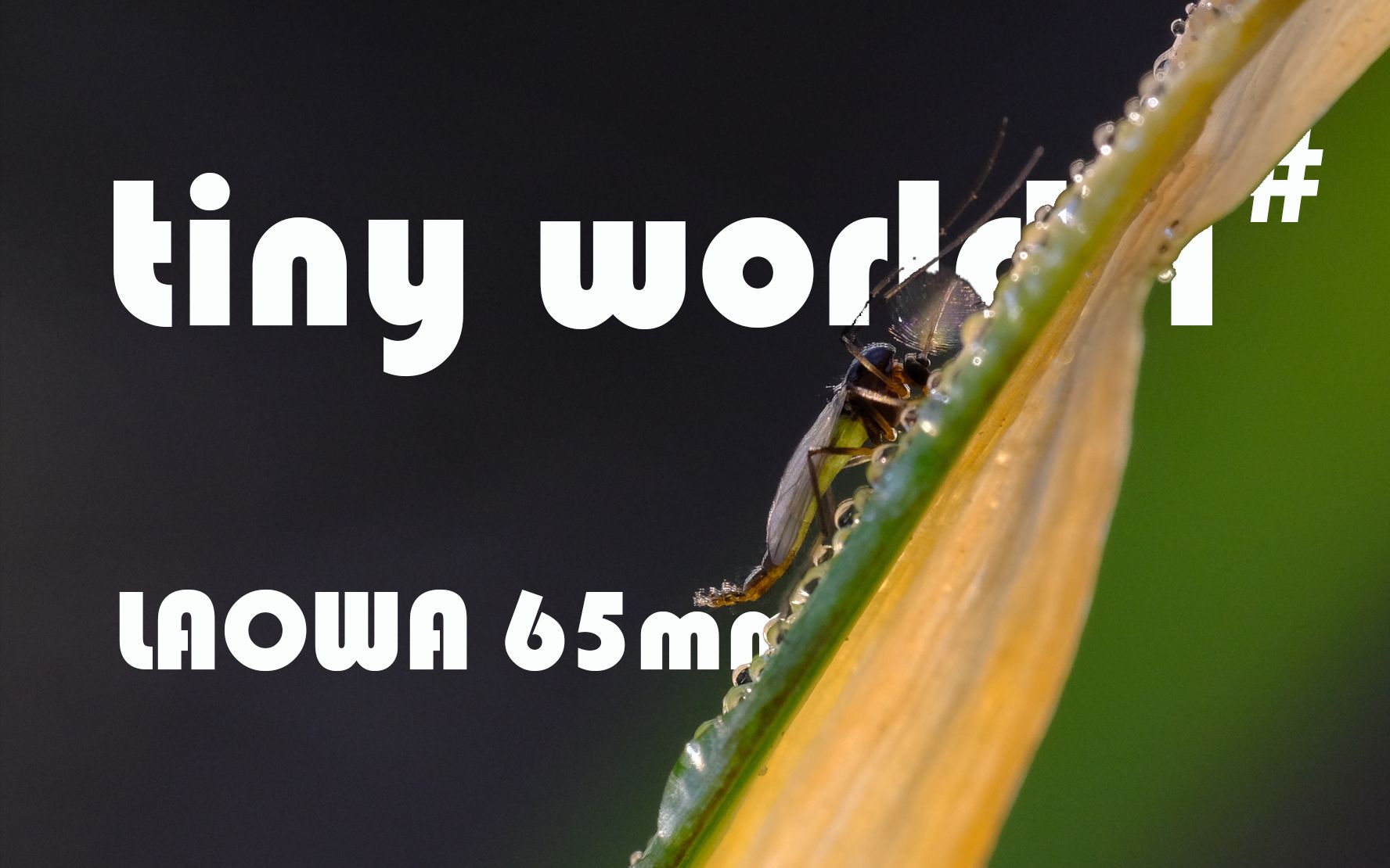 照片合集|tiny world-1#|富士x-s10 老蛙65mm