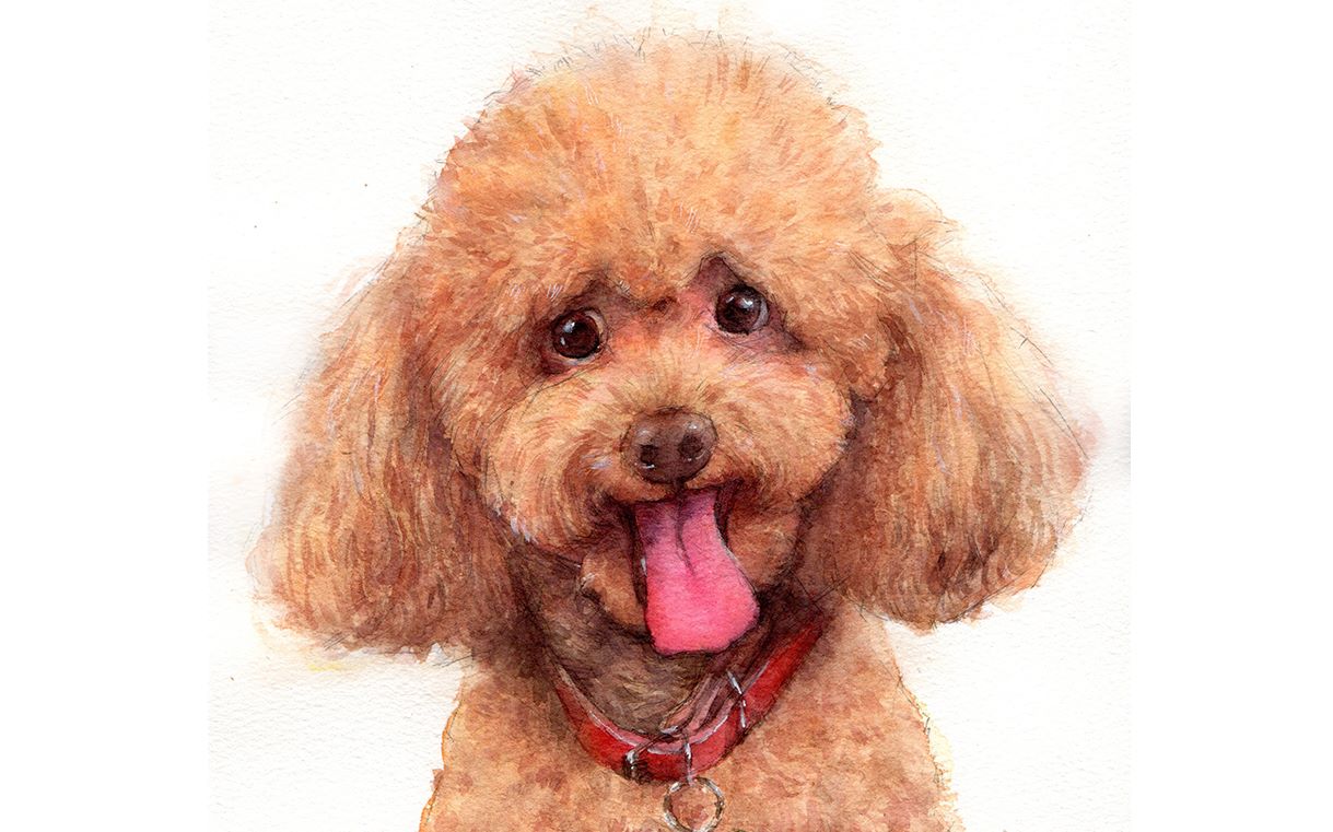 水彩宠物教程可爱的泰迪笑的太治愈了