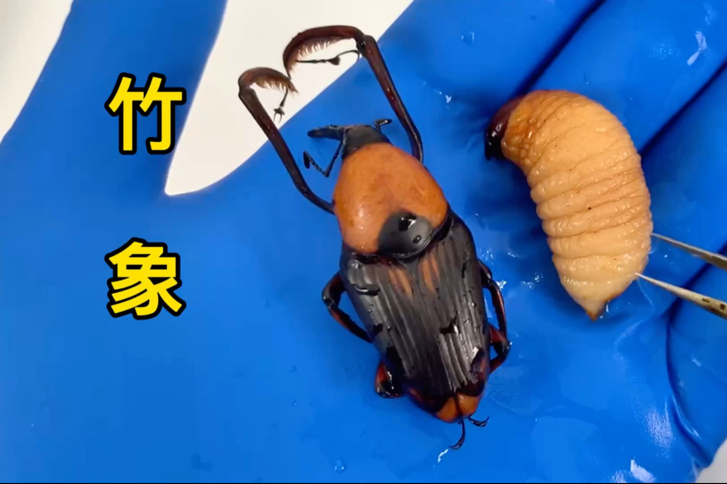 探秘竹象神秘部位，解锁竹虫神奇美食