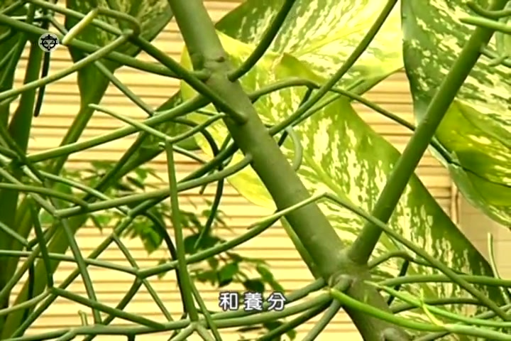 [图]初中生物 七上 植物的茎