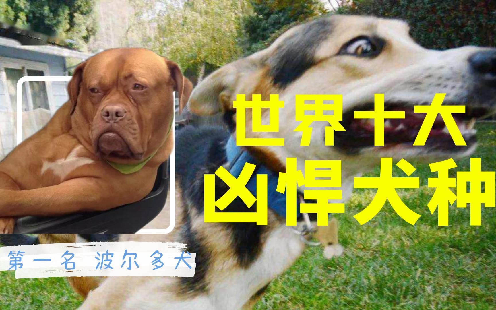 世界十大凶悍犬种哔哩哔哩bilibili