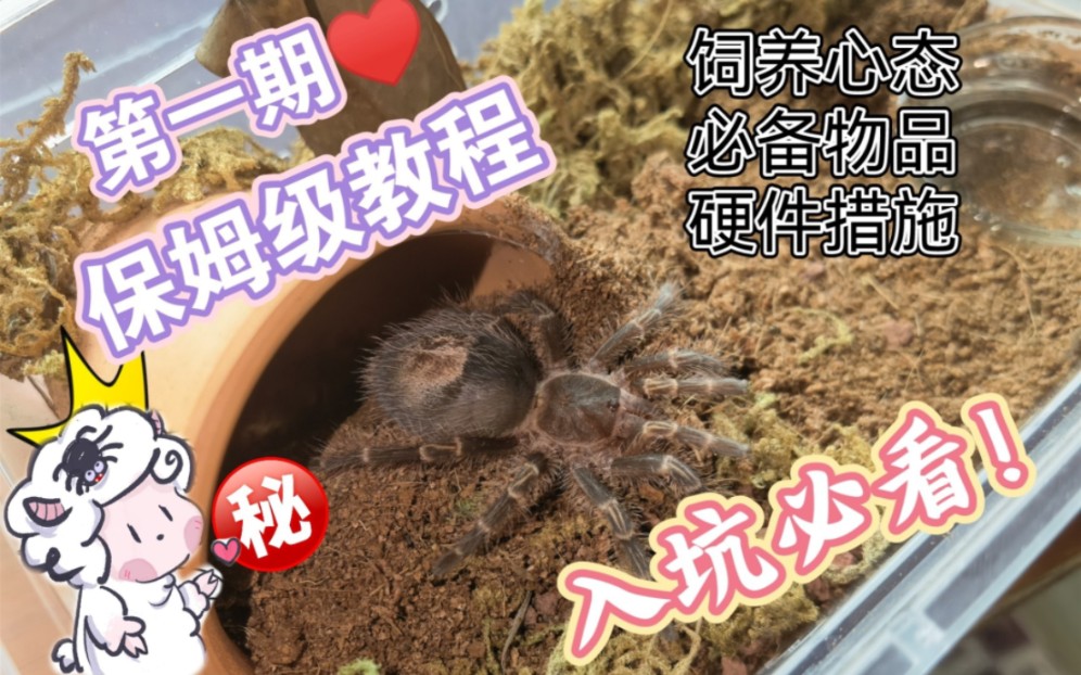 蜘蛛饲养【⚠️保姆级入坑教程⚠️】从0开始 养好蜘蛛!有手就行!哔哩哔哩bilibili