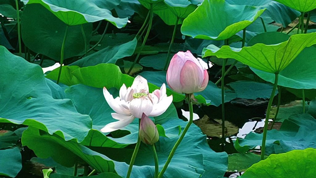 [图]盛夏荷花开，荷池飘香醉游人