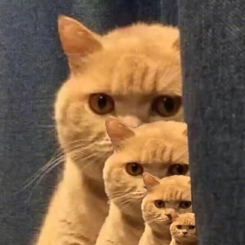 沙雕橘猫_哔哩哔哩 (゜-゜)つロ 干杯~-bilibili