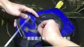 Télécharger la video: 教你如何拉黄鳝，小伙晚上拿着手电筒拉黄鳝，个头特大野性十足