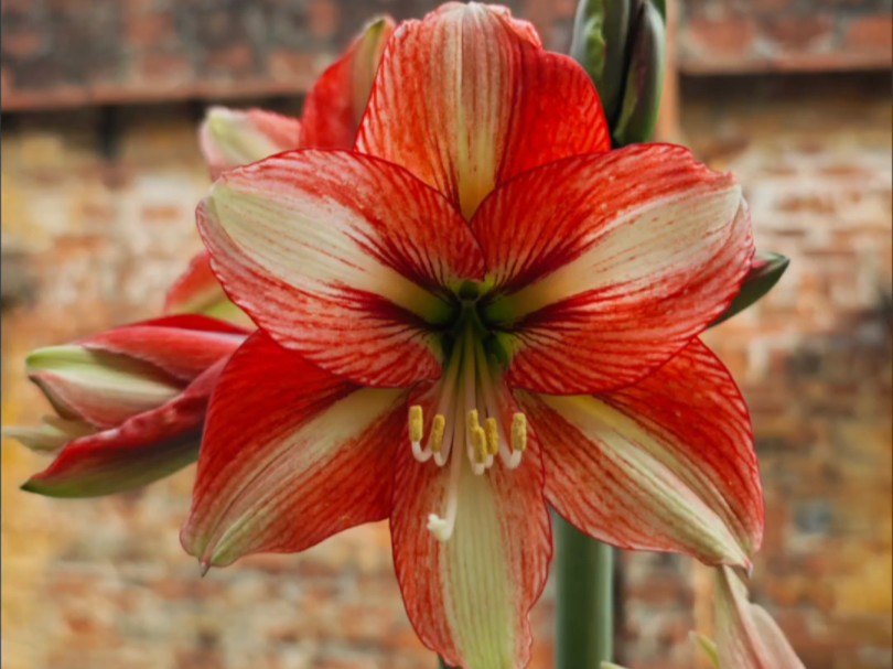 朱顶红司芬-凤蝶系