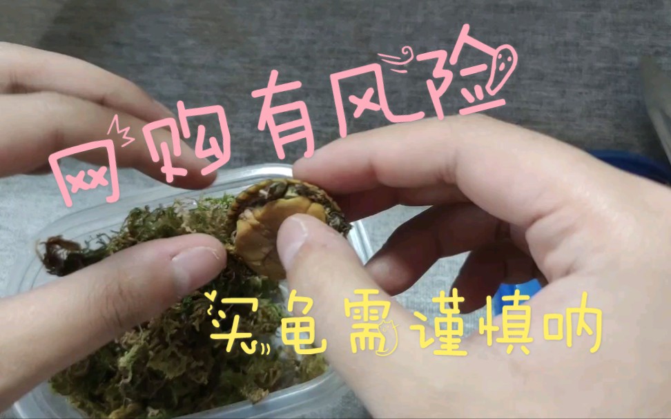 【变异巴西龟】网上买龟还是不稳啊!可怜的巴哔哩哔哩bilibili