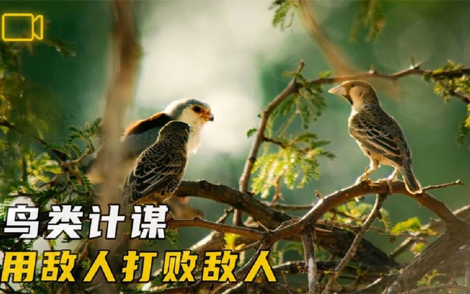 鸟类的谋略:与天敌同居,用敌人打败敌人!