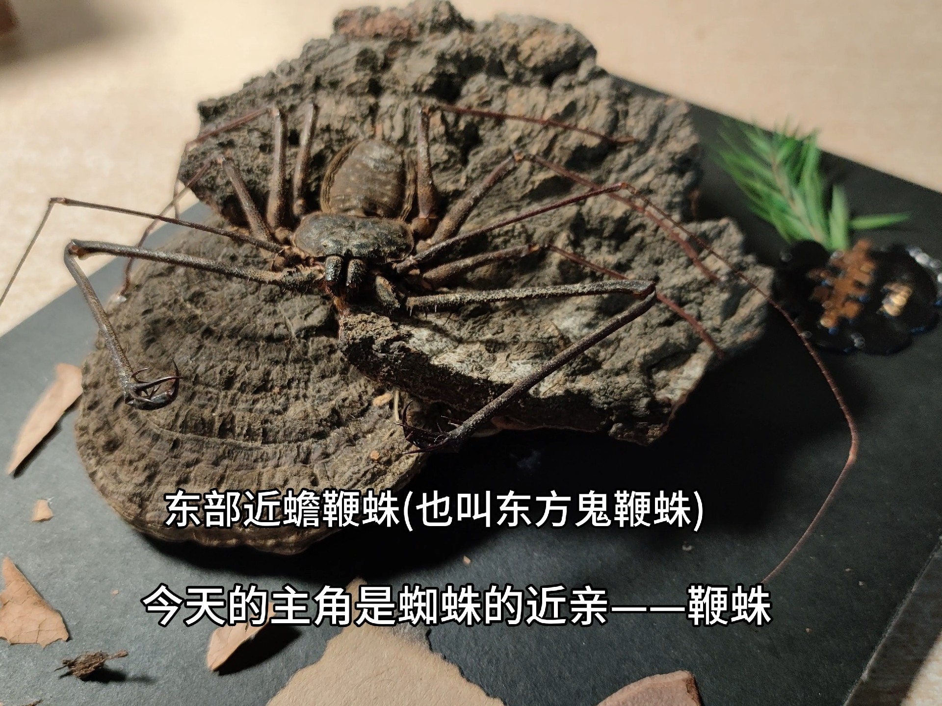 东部近蟾鞭蛛(东方鬼鞭蛛)生态标本 给隔壁舍友的礼物 学期end