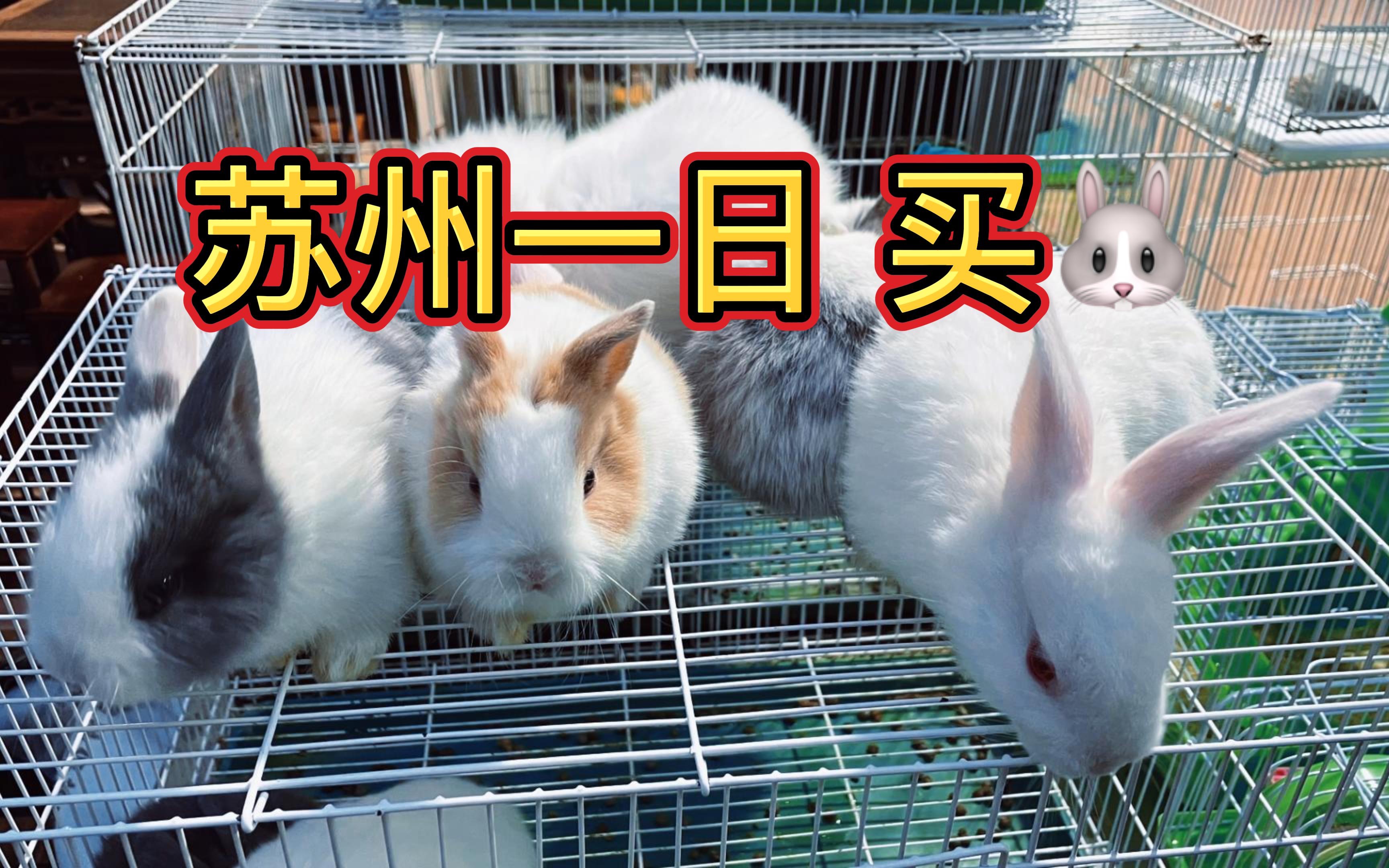 活动作品苏州一日游花鸟市场买兔子