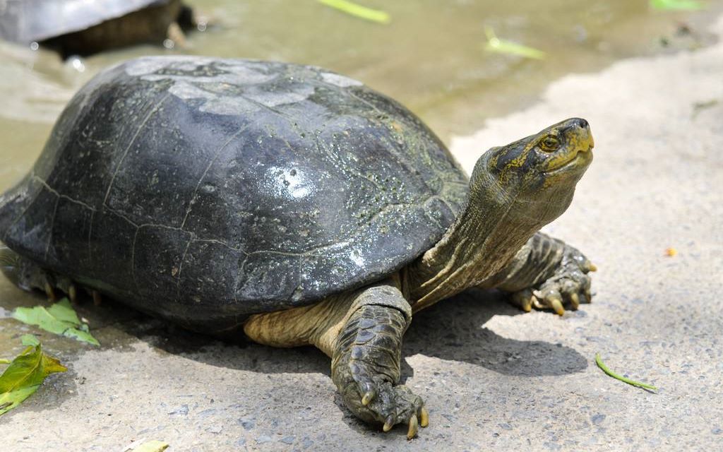 方舟生存进化中立生物第二期——铜墙铁壁,淡水碳龟
