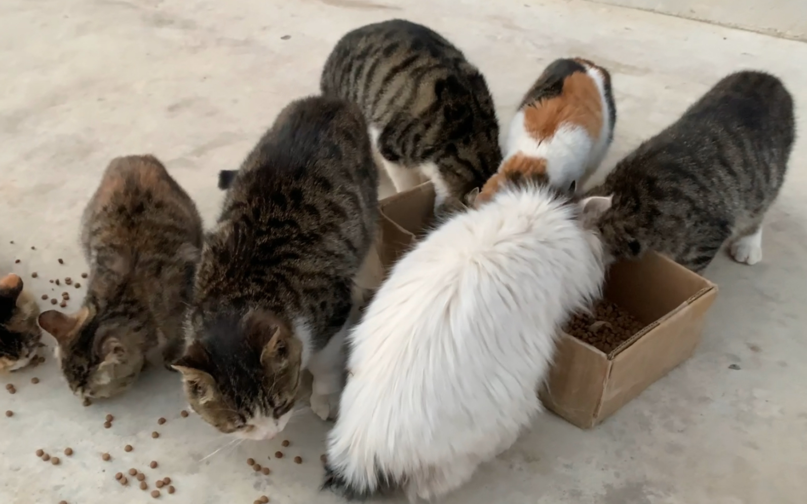 活动  喂养一群流浪猫觅食的样子